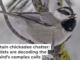 Mountain chickadees are unusual in having more complex calls than songs. Vladimir Pravosudov